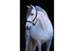 Kantar dla konia: Kluczowa komunikacja między jeźdźcem a końmi - rvs.pl 🐴🌟 Kantar dla konia: Kluczowa komunikacja między jeźdźcem a końmi - rvs.pl 🐴🌟